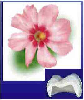 All Ceramic Crowns
