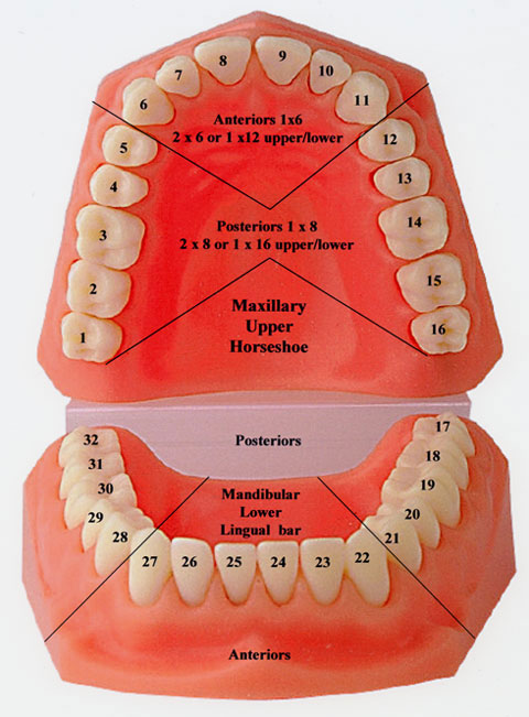 tooth-numbers-and-illustrations-pi-dental-center