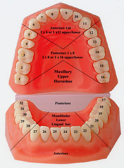 Chart Of Numbered Teeth