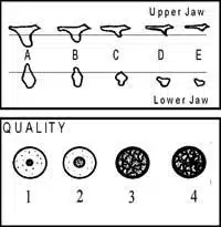 Bone Quantity and Quality Diagram