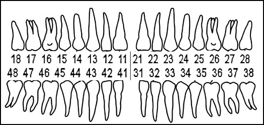 Alternate tooth numbering system