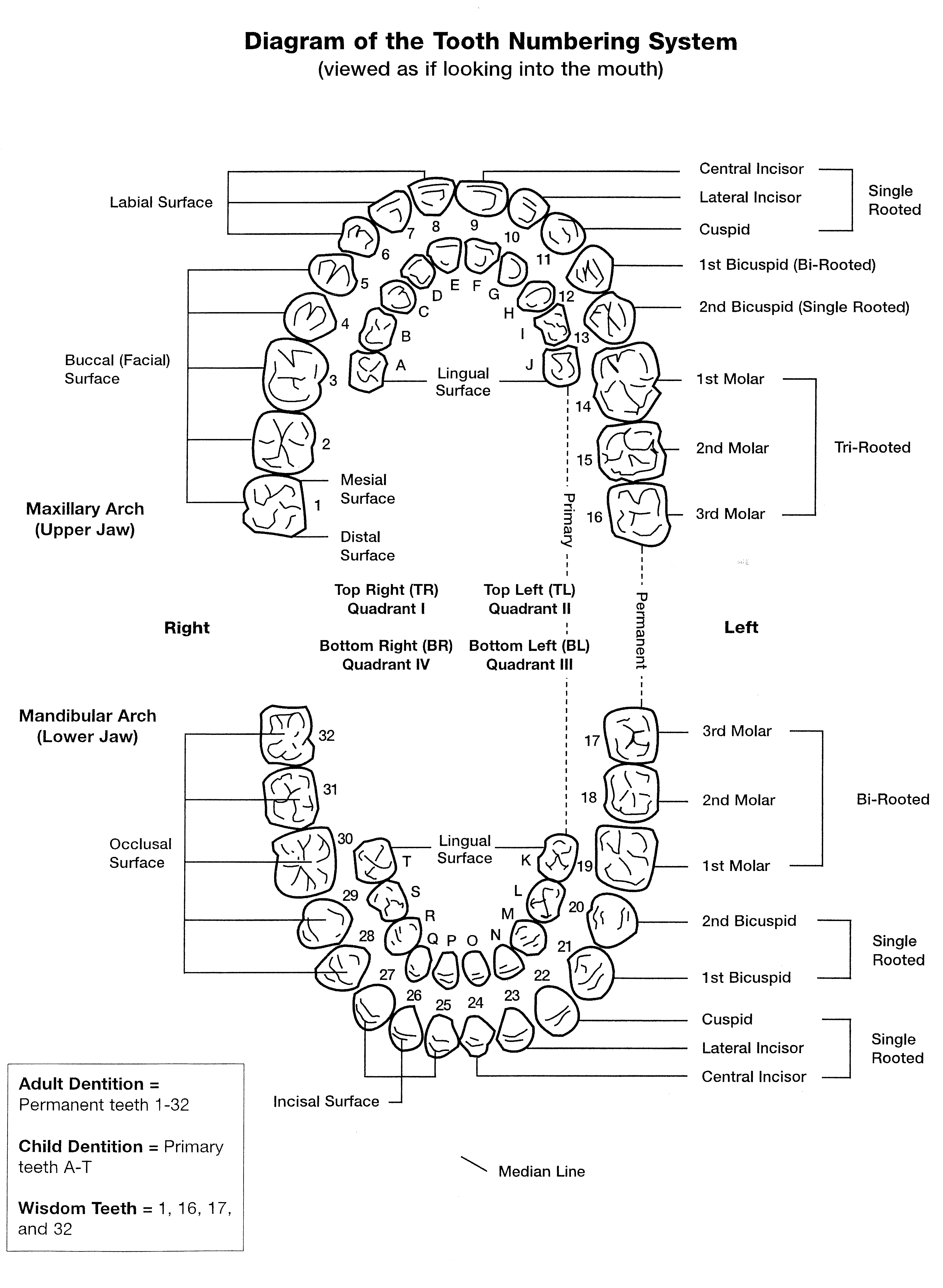 Diagram of tooth numbering system viewed as if looking into the mouth.