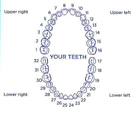 Illustration of tooth numbers left to right