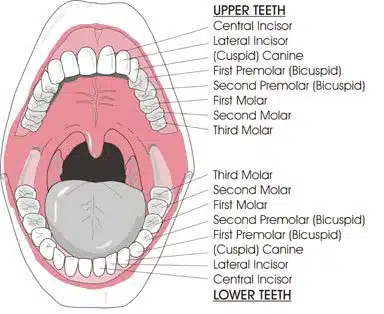 Mouth Illustration