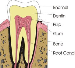 Tooth Illustration