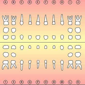 Tooth numbers and illustrations | Pi Dental Center